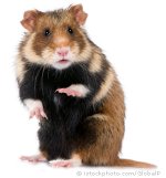 european-hamster-2.jpg