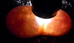 Candle 1.jpg