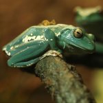 vietnamese_gliding_frog_blue_large.jpg