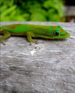 Gold Dust Day Gecko 3.jpg