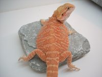 Sunny 012.jpg