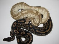 Platty daddy x Black pastel 2012.jpg