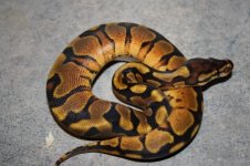 OB_female_006_(450x299).jpg