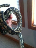 snakes 026.jpg