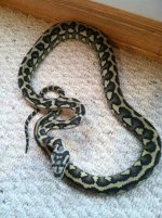 snakes 029.jpg