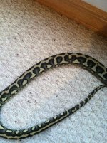 snakes 027.jpg