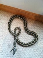 snakes 028.jpg