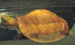galb 001.jpg