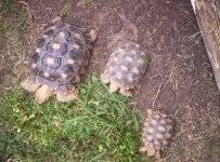 Turtles 003.jpg
