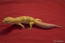 Male #1.jpg