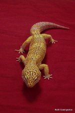 Male #2.JPG