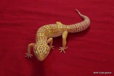 Female #2.jpg