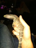 monitor lizard.jpg
