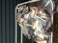 Frozen Rats.jpg