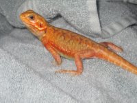 silkback2.jpg