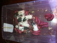 Live Baby Rats.jpg