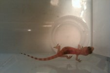 lizard pic.jpg