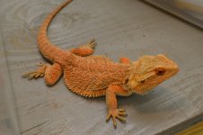 DSC_1025.jpg