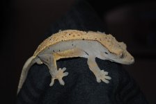 DSC_1722.jpg