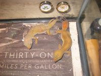 IMG_3547.jpg