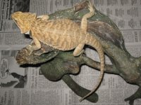 IMG_5558.JPG