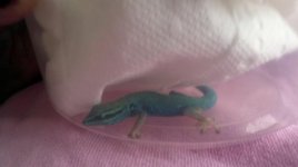 blue.jpg