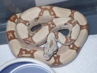 ball and boa babies 072.JPG