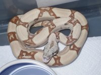 ball and boa babies 071.JPG
