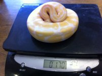 albino1.JPG