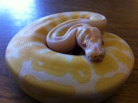 albino2.JPG
