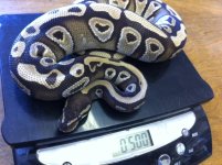 mojave1.JPG