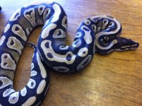 mojave2.JPG