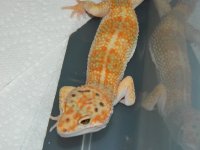 GECKS&CEREAL 004.jpg