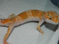 GECKS&CEREAL 017.JPG