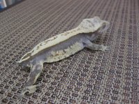 IMG_0847.jpg
