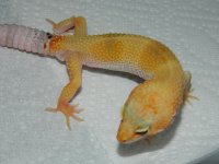 GECKS&CEREAL 018.jpg GECKS&CEREAL 018.jpg