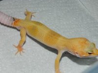 geckos 012.JPG geckos 012.JPG