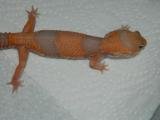 geckos 014.JPG