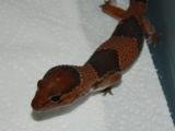geckos 009.JPG