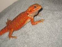 red female.jpg