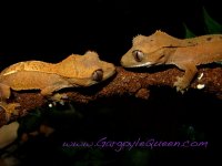 IMG_2549ps.jpg