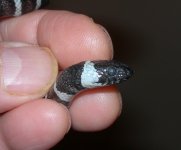 zonata disease_5.JPG