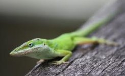 green anole.jpg