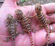 Leather hatchling super reds Rusty X DC 2.jpg