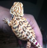Leather hatchling Rusty X DC.jpg
