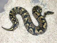 11-11 yellow belly.jpg