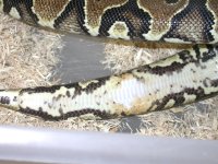11-11 yellowbelly belly.jpg
