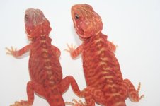 red trans leather males.jpg