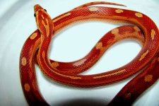 motley_corn_snake_het_hypomelanistic_lavender.jpg