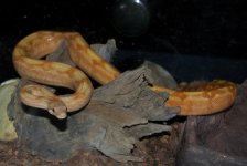 DSC_0184.jpg